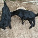 북배산흑염소농장 이미지