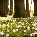 풀빛소리 이미지