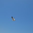 안면도바다풍경 이미지