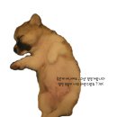 언니쿠키 이미지