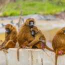Grooming pet(그루밍펫) 이미지