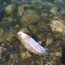 솔치송어파티 이미지