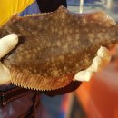 가자낚시 이미지