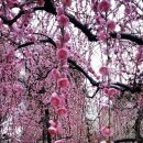 매화마을1 이미지