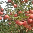 농부의꿈 이미지