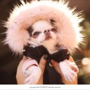 엔제리야 이미지