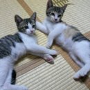 미스고PC 이미지