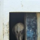 달성공원로 | 대구 아이와 가볼만한 곳 &#39;달성공원&#39; - 다양한 동물과 단풍을 함께 즐길 수 있는 명소