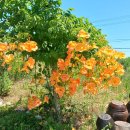 세븐일레븐 외동점 이미지