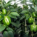 효자농장 이미지