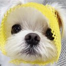 무지개간식 | 반려동물 초상화 수제간식 스테이크 추천 내돈내산, 무지개간식 구매후기 및 급여방법