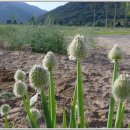 가야진사 이미지