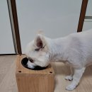 DOG 깨비 이미지