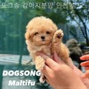 도그송 강아지분양 인천 송도점 | 인천강아지분양 도그송 강아지분양 인천 송도점 전문적이고 체계적인 분양처