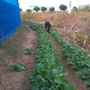 심가네농장 이미지