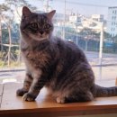 고양이의 봄, 묘랑묘랑 이미지