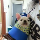 제리장군 이미지