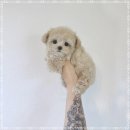 퍼피플라워 이미지