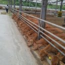 금산축산 이미지