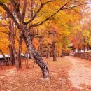 설악산 단풍 산행 (B코스) 상세 일정 이미지