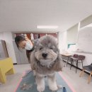 개인정애견샵 이미지