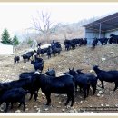 성원종축 이미지