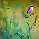 아침에 새소리 이미지