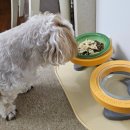 구성2구 | 15살 노견 강아지 식기 추천｜편안한 높이조절 2구 밥그릇 후기