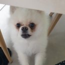 맘스콜팝