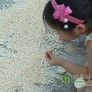 원명초교병설 이미지