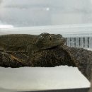 제이엔디 | 하남 파충류샵에서 새로운 인연을 만난 날, 제이엔디 게코 방문 후기