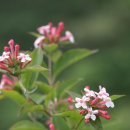 하늘빛으로 물든새 이미지