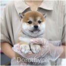 광주강아지분양고양이분양도로시펫