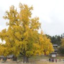 임고서원의 은행나무 이미지
