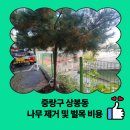상봉동주민센터 | 중랑구 상봉동 나무 제거 및 벌목 비용