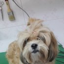 뿌리네 애견샵 이미지