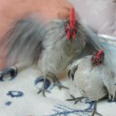 게임잉글리쉬 이미지