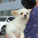 토용길 노트펫