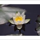 신구대식물원 여름꽃 (1) 이미지