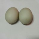 청둥이청둥오리 이미지