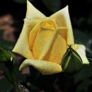 장미공원B 이미지