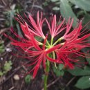 신구대학교 식물원 산책 이미지