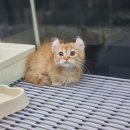 라온캐터리 | 킨카로우분양 알아봐요!(시흥,안산,아산,군포,산본,안양,수원,광교,분당,하남,성남,송파,강북,강서,인천...