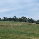 양아목장 이미지