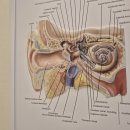 난청엔보청기부천센터 이미지