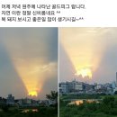 골드피그 이미지