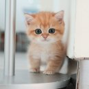 부산고양이분양 미유펫 이미지