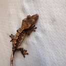 보리아쿠아