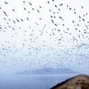 새바라기 이미지