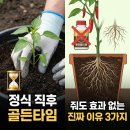 풍년농약사 | 고추 정식 후 뿌리발근제, '이것' 모르면 그냥 비싼 맹물 주는 것과 같습니다